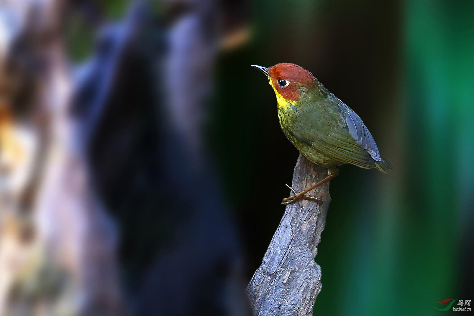 ��ͷ��ݺ��ѧ����Tesia castaneocoronata�� - ����.jpg