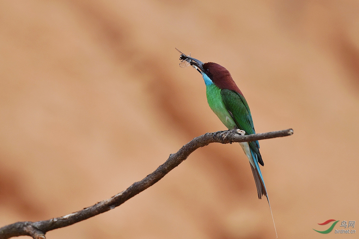 D8I_0899.jpg