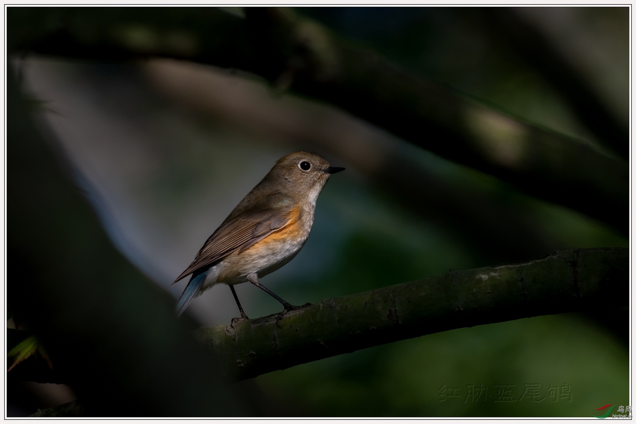 ������ĺ�в