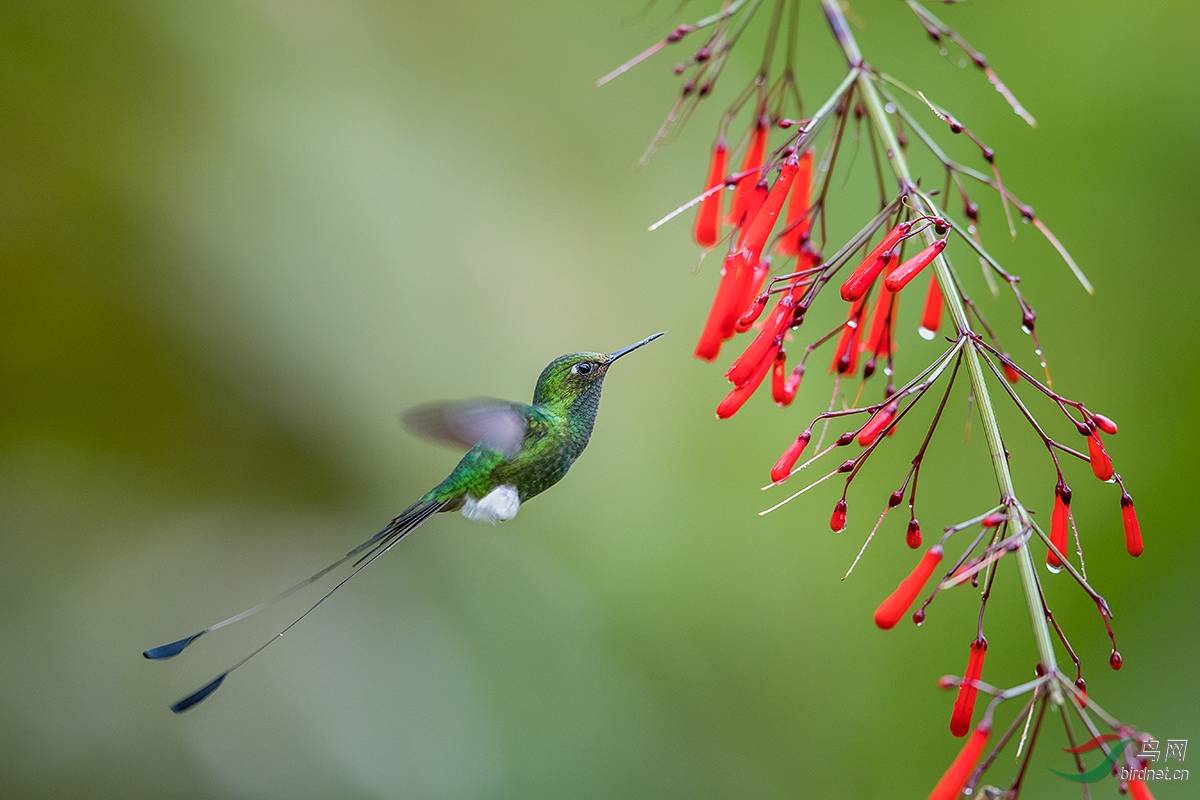 盤尾蜂鳥bootedracquettail