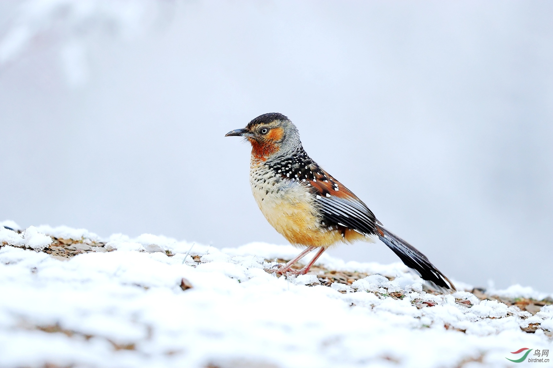 雪地小鸟