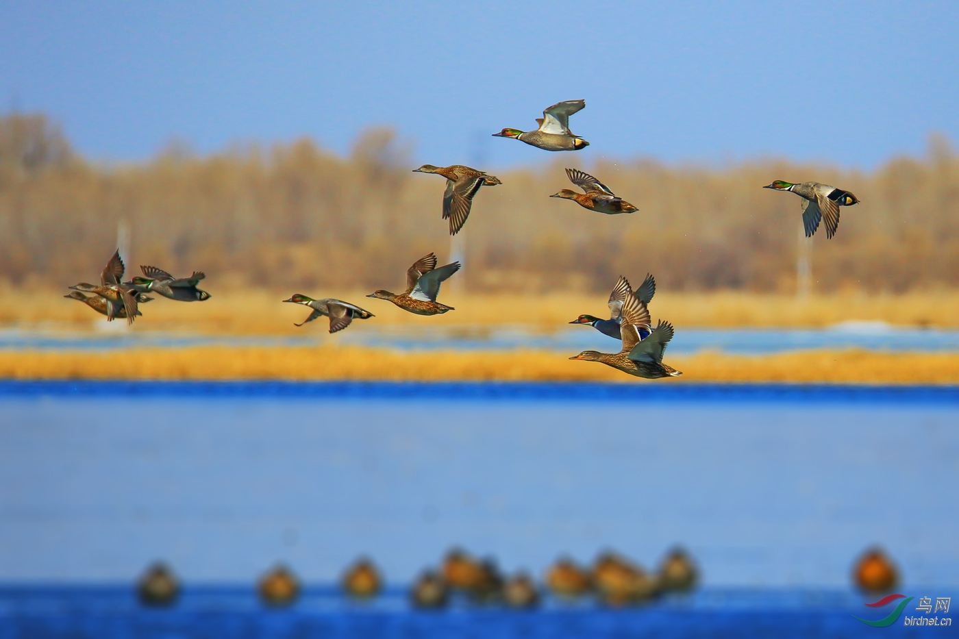 Ⱥ�ɵ�����Ѽ