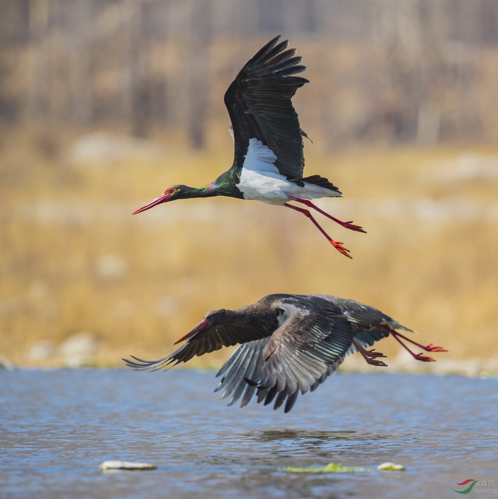 _F4I4080-1_��ɲ��� ������ ����ƽ��ɽ��.JPG