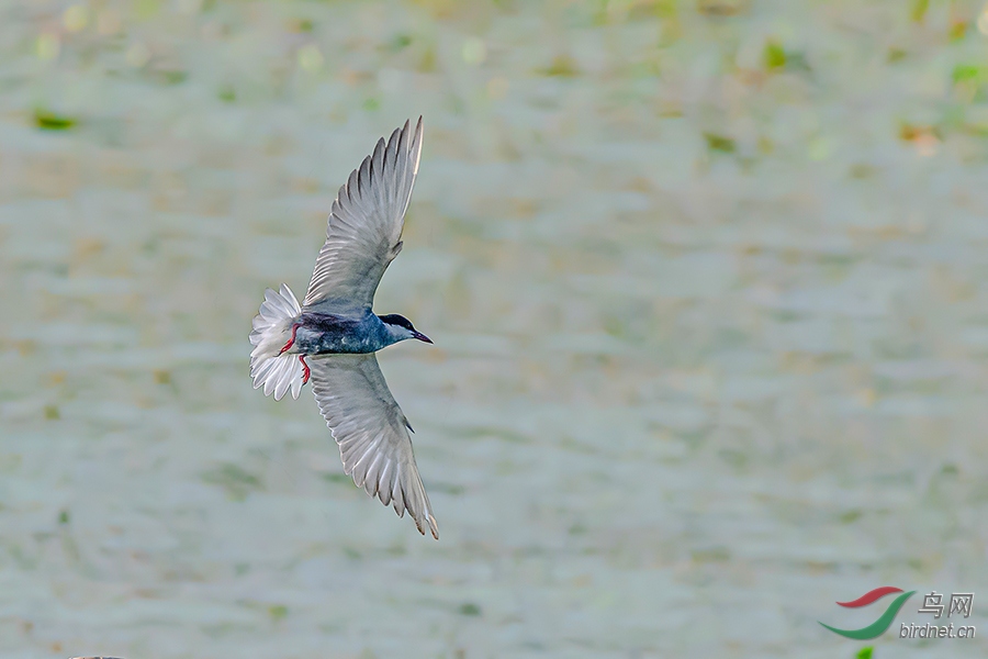 DSC_8683AB.jpg