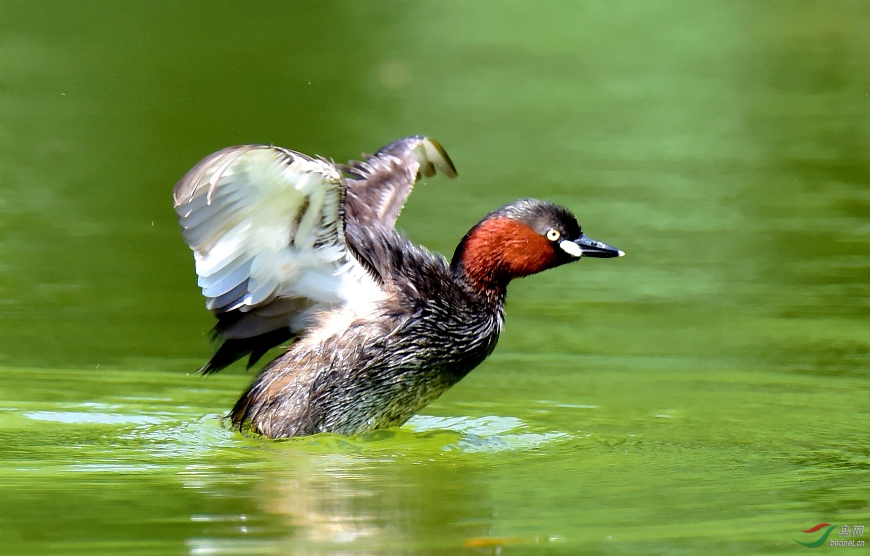 DSC_2733_conew1.jpg