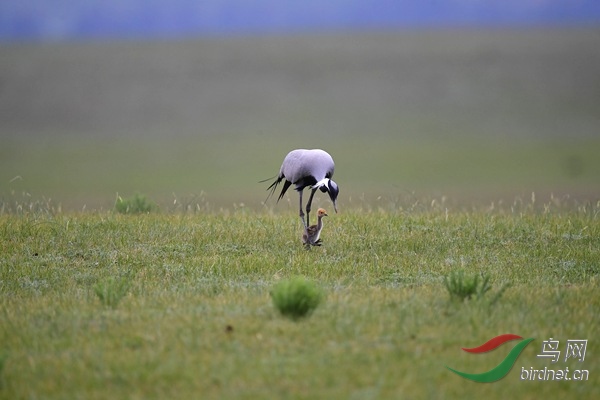 _DSC5987.jpg