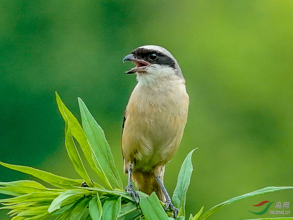 08 ����һƳ.jpg