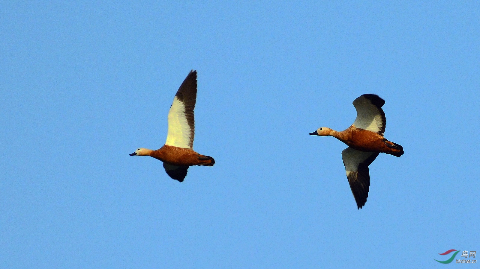 DSC_9266.JPG