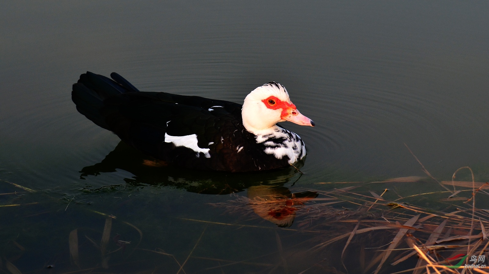 DSC_4056.JPG