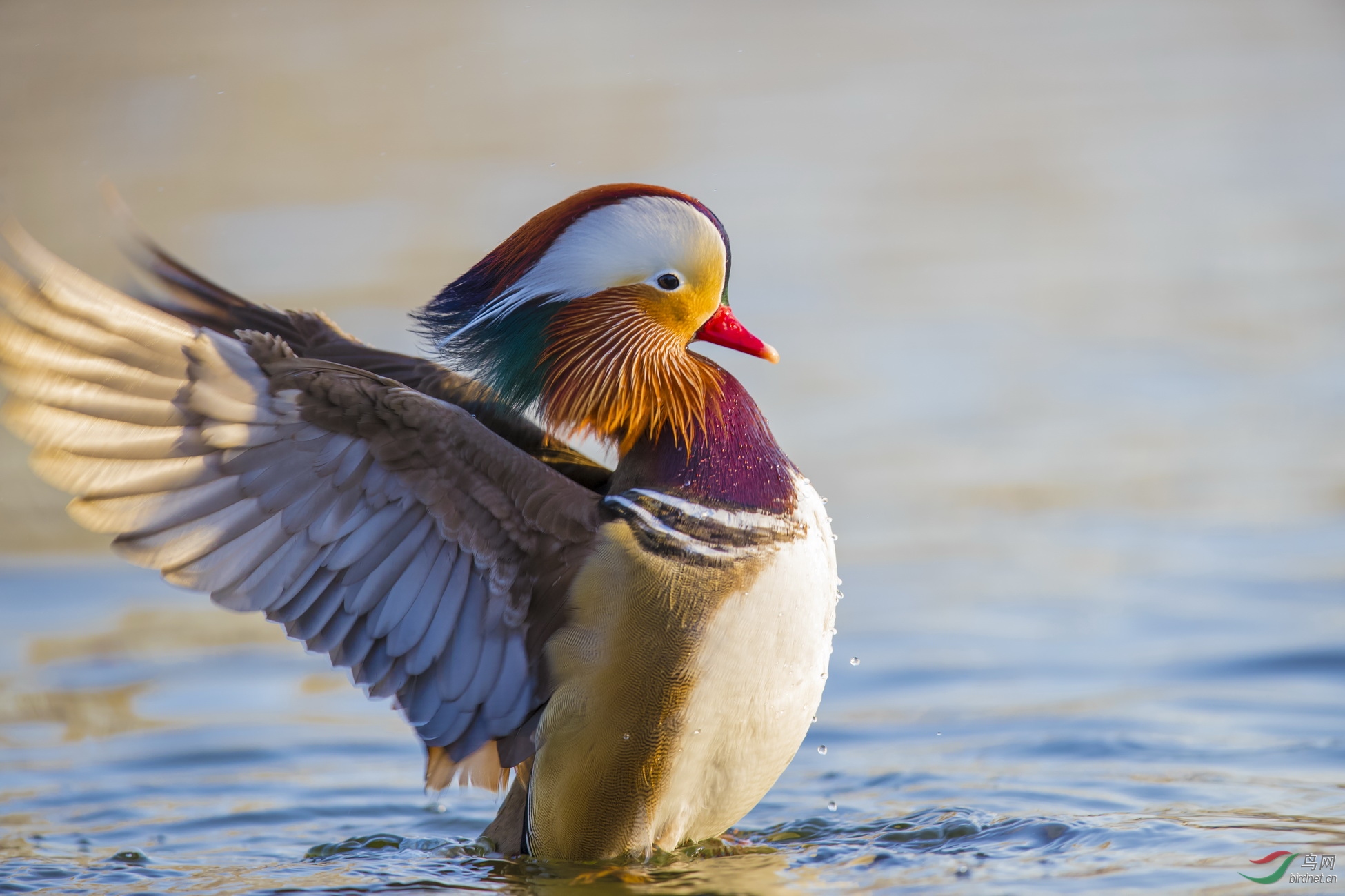 _F4I7518-1�������� ���ļ��ˣ�.JPG