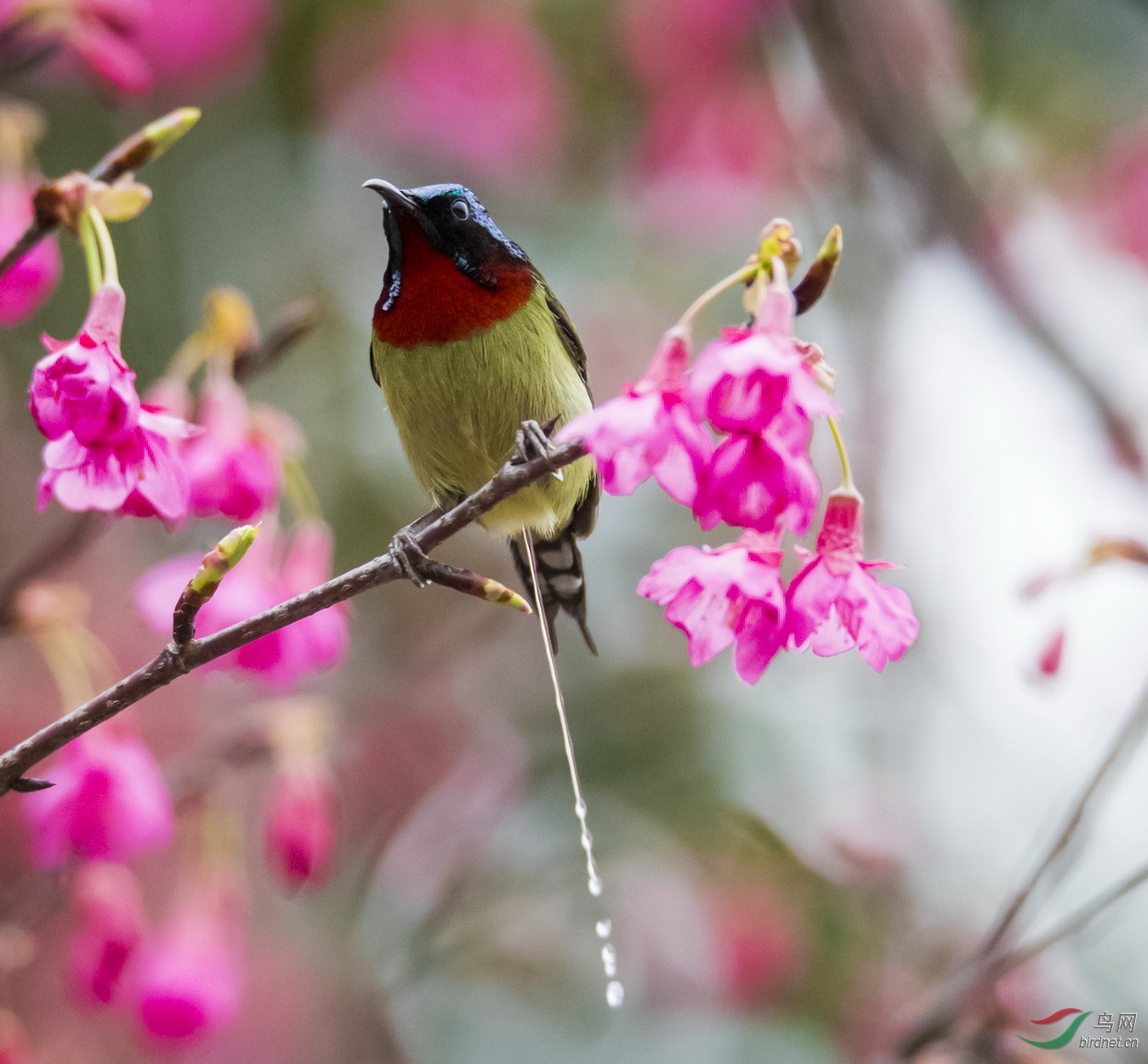 _F4I4507-1��������_���㷽�㣨��β̫���� ���ݣ�.JPG