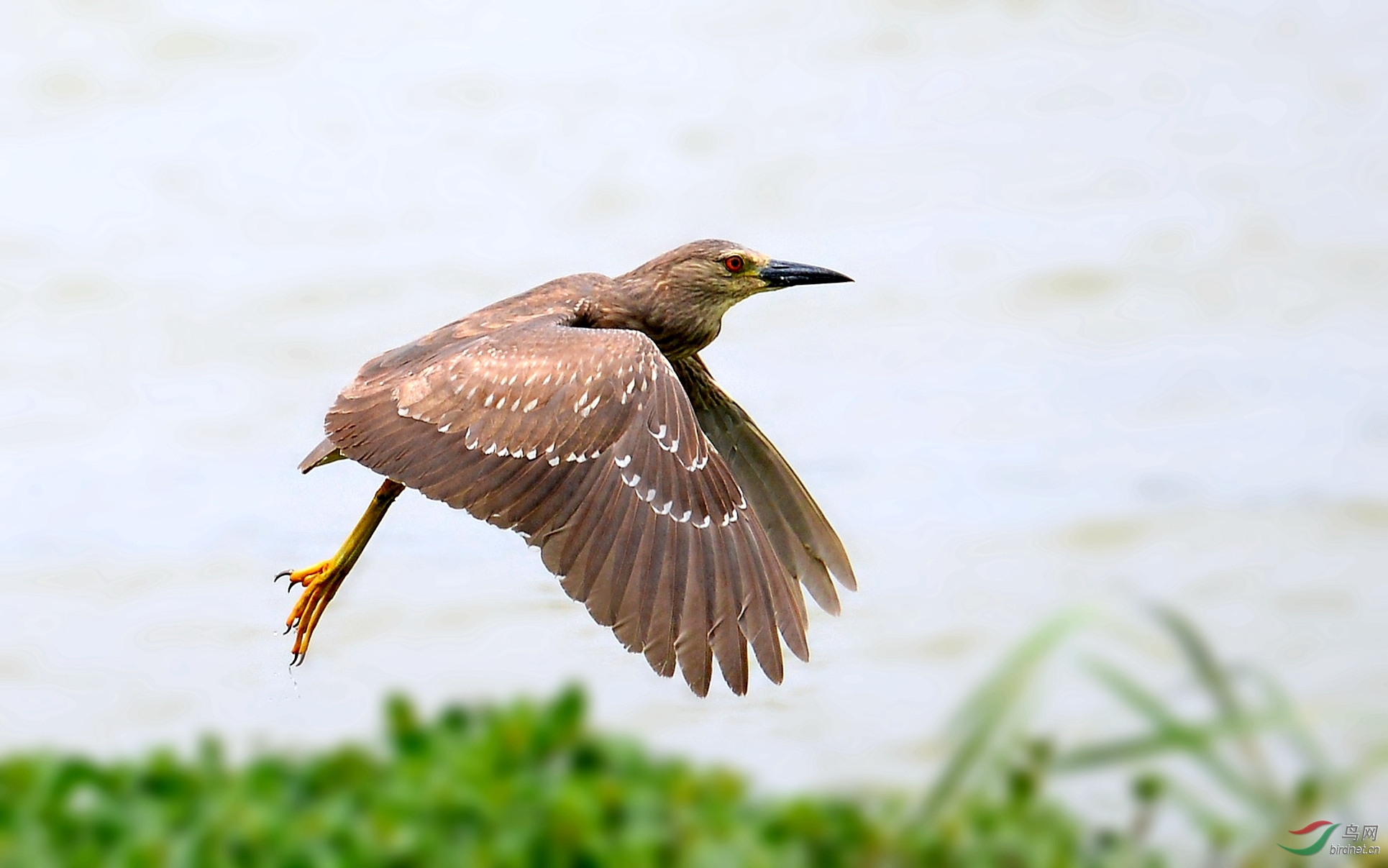 DSC_5391_conew2.jpg