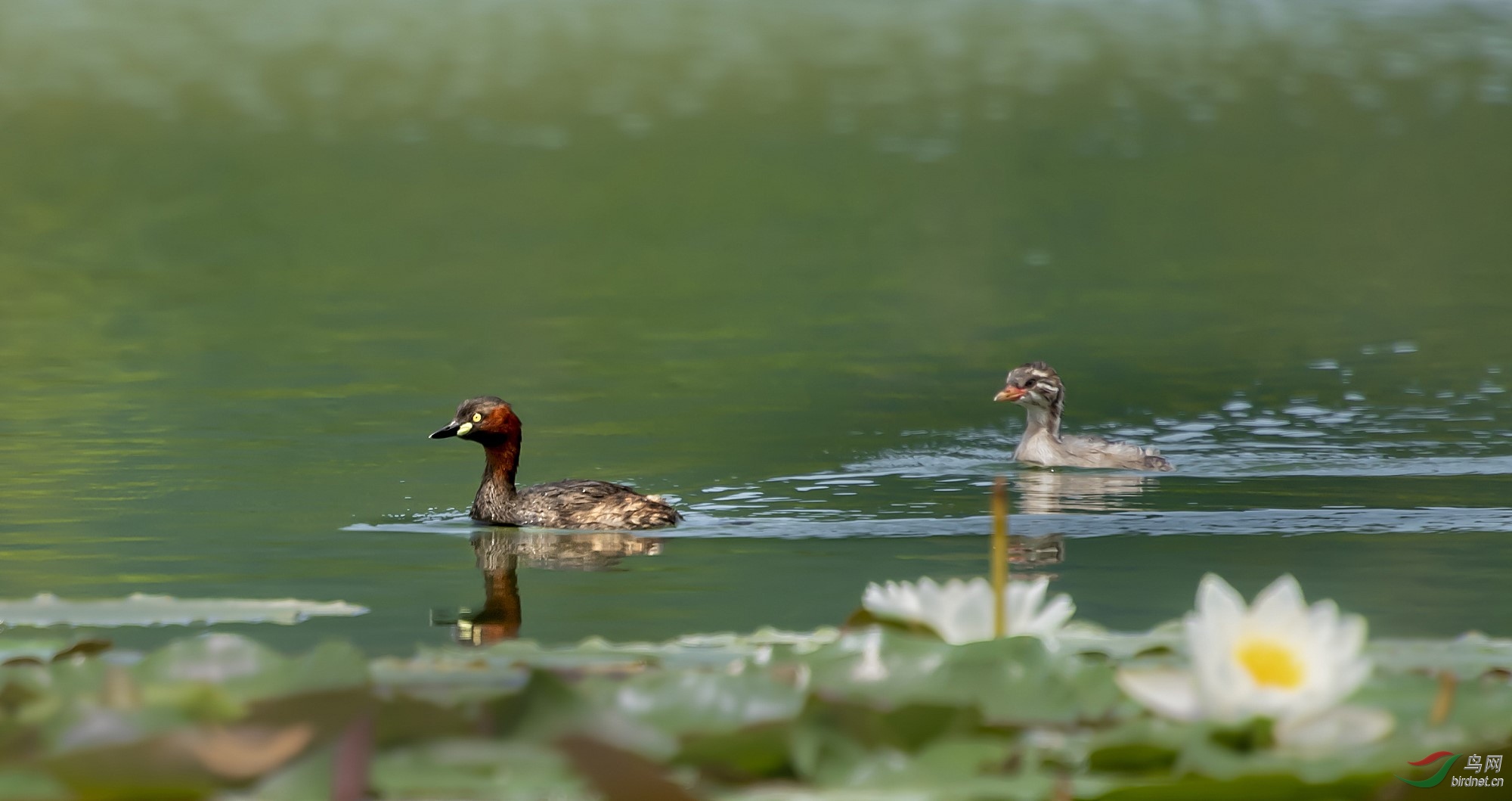 DSC_6846_1_����.jpg
