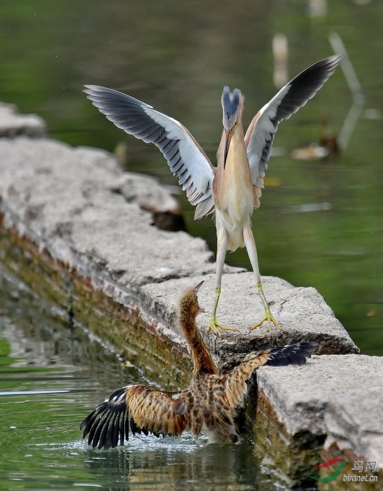 DSC_6005a.JPG