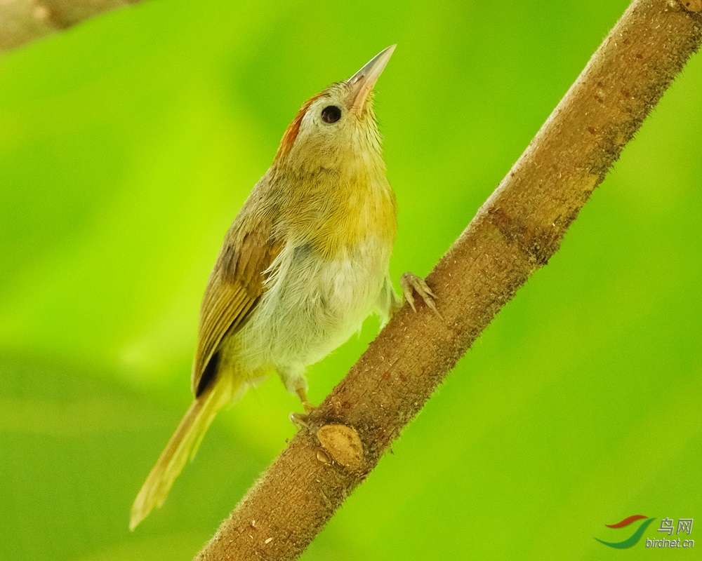 红额穗鹛 Rufous-fronted Babbler 2.jpg
