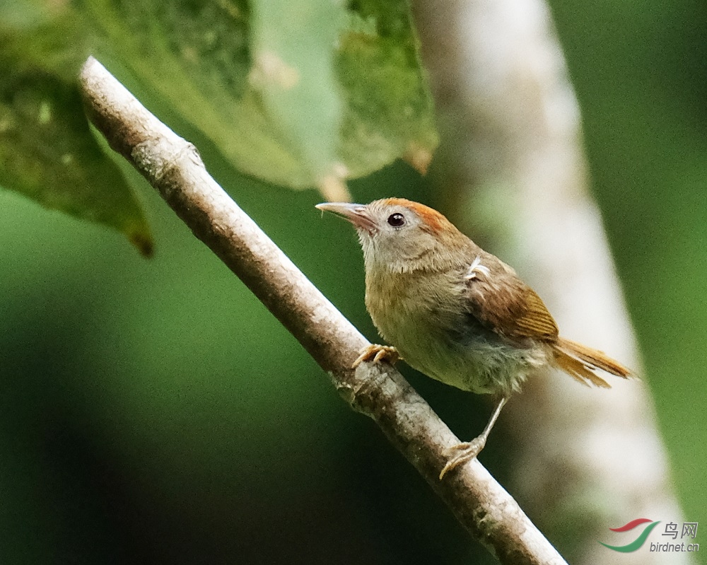 红额穗鹛 Rufous-fronted Babbler.jpg