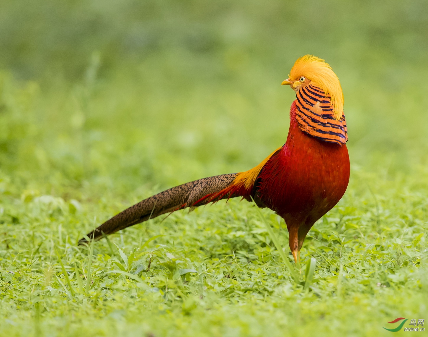 _F4I8937-1_���� ���츹���� �������У�.JPG