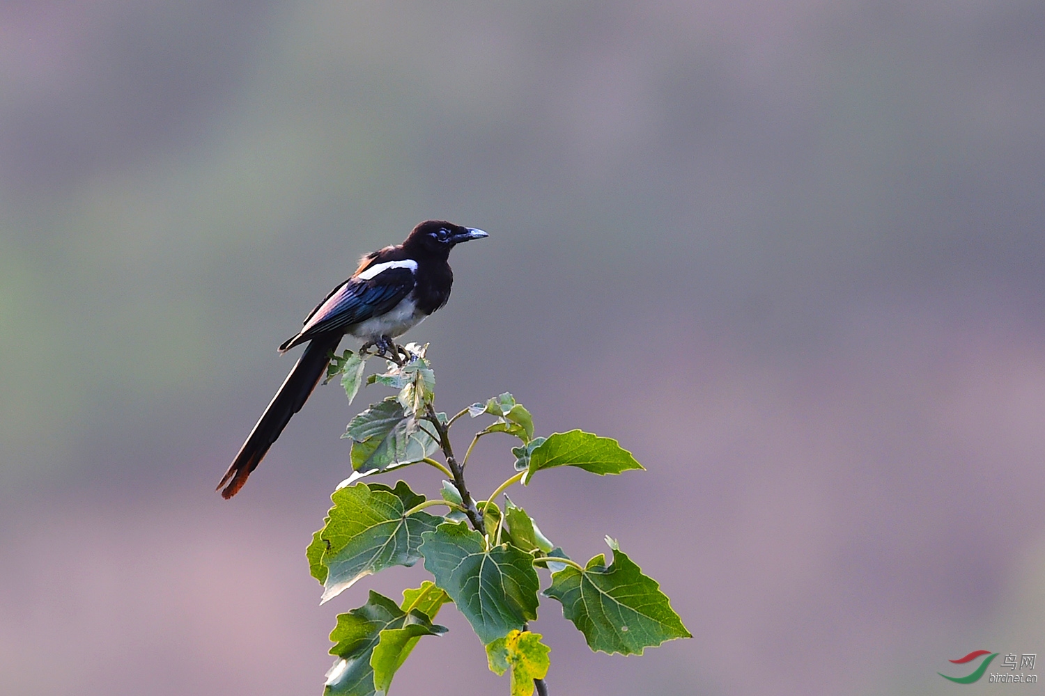 DSC_3909fb.jpg