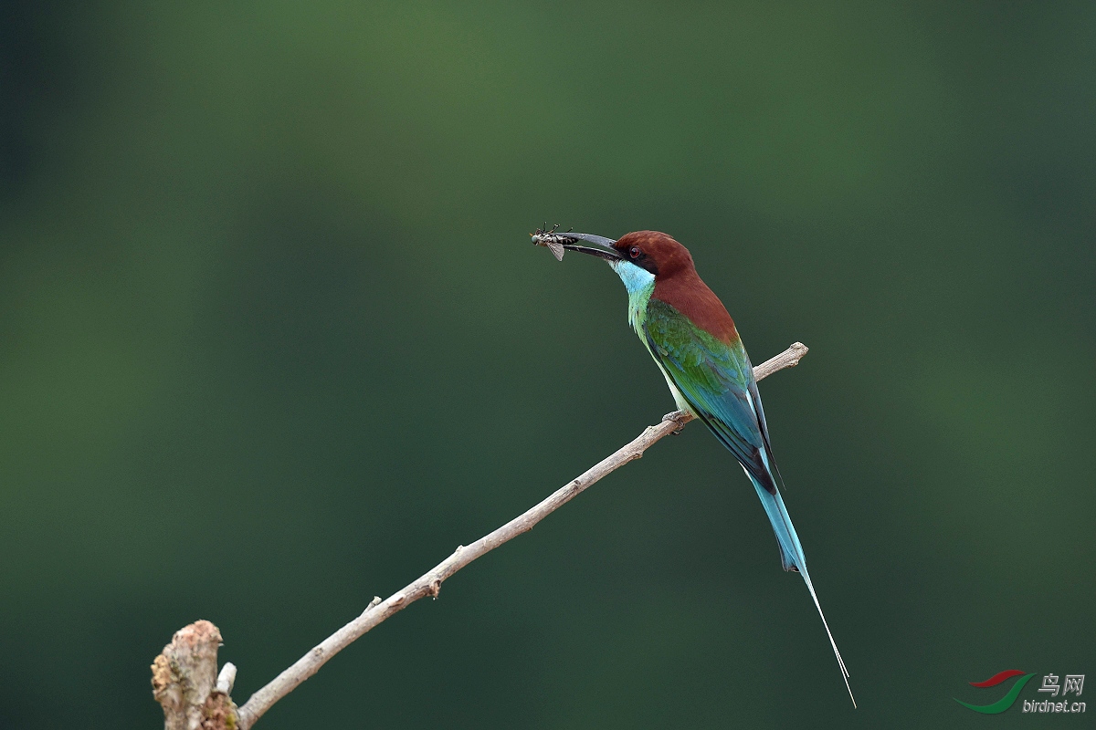 D8I_9661.jpg