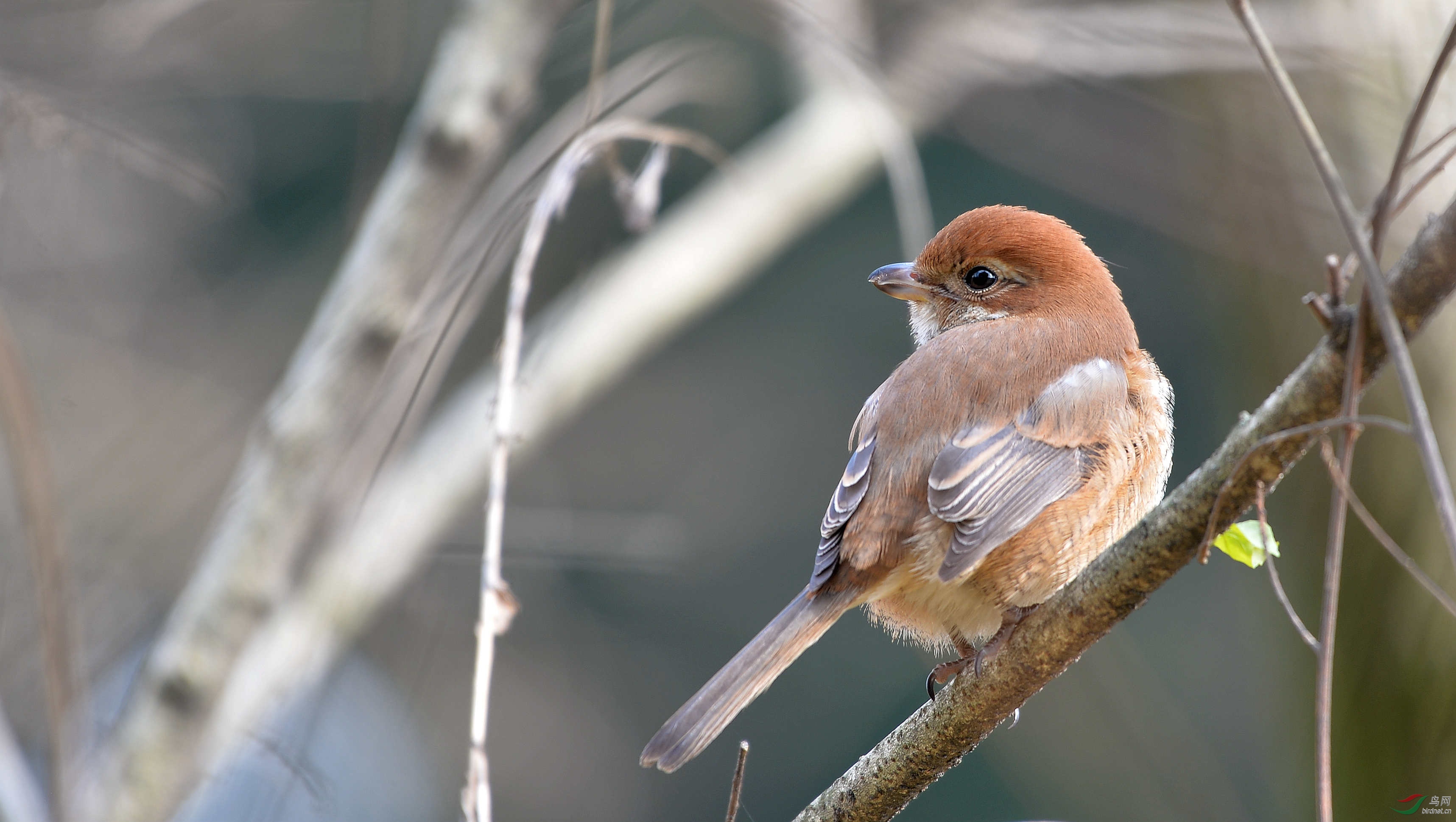 DSC_0507.JPG