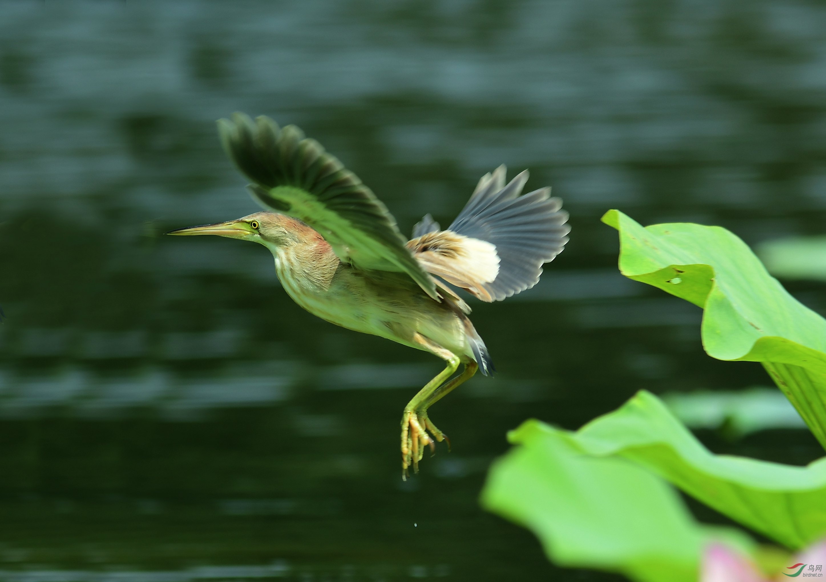 DSC_4101.JPG