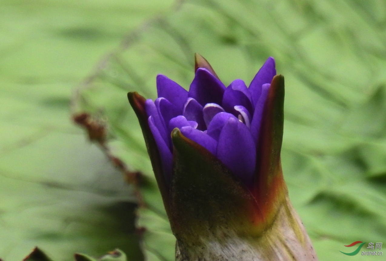 芡实花