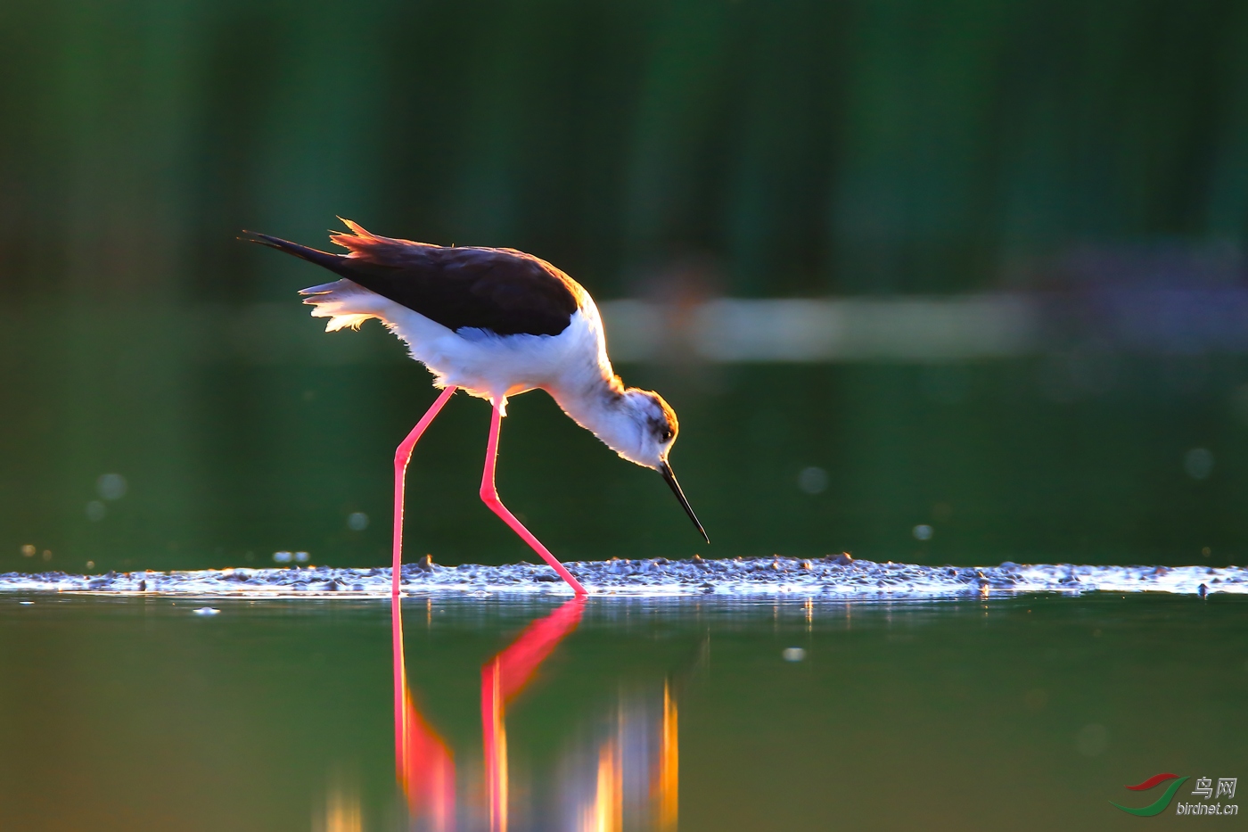 �ڳ᳤����