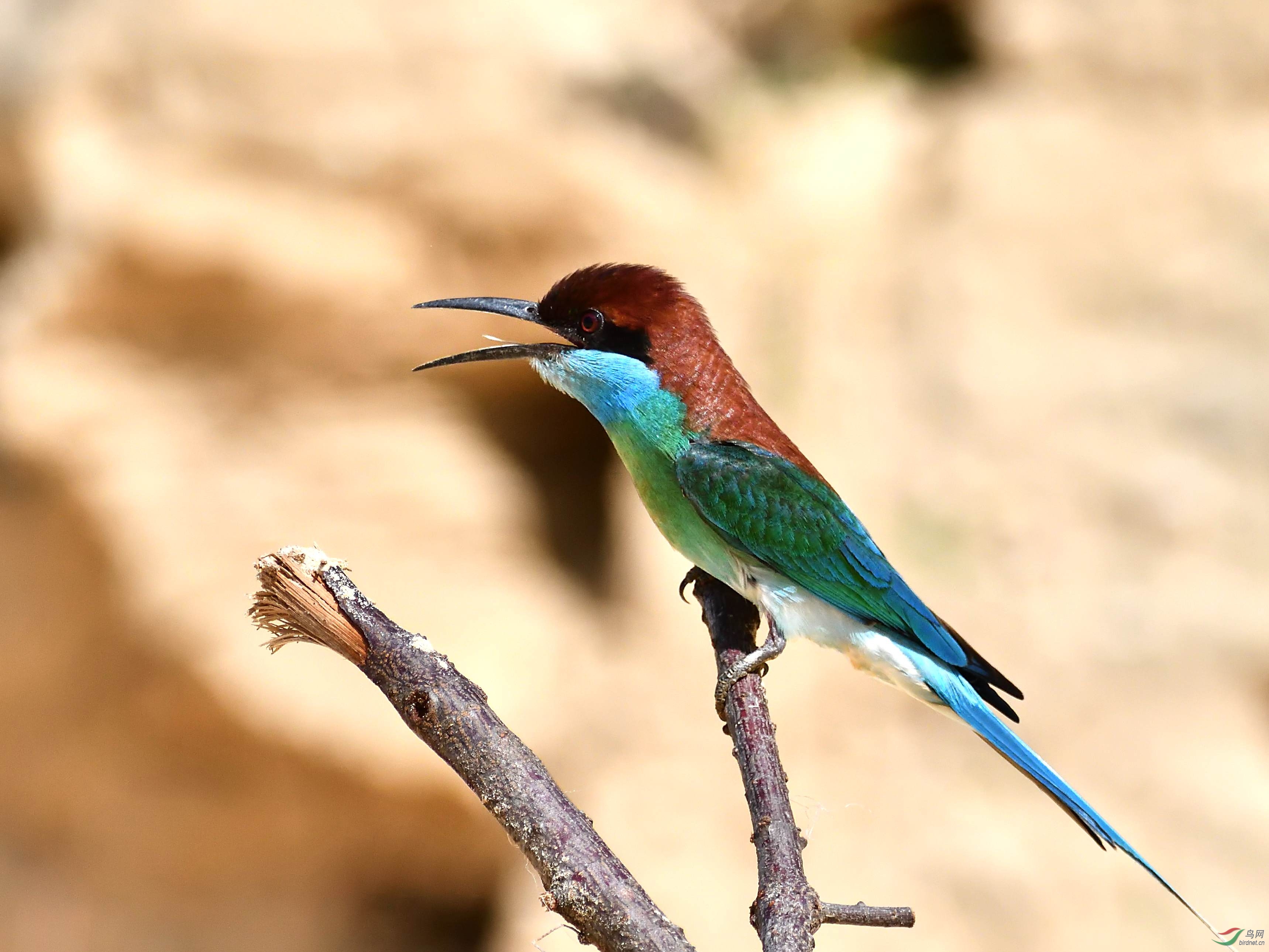 DSC_7487.jpg