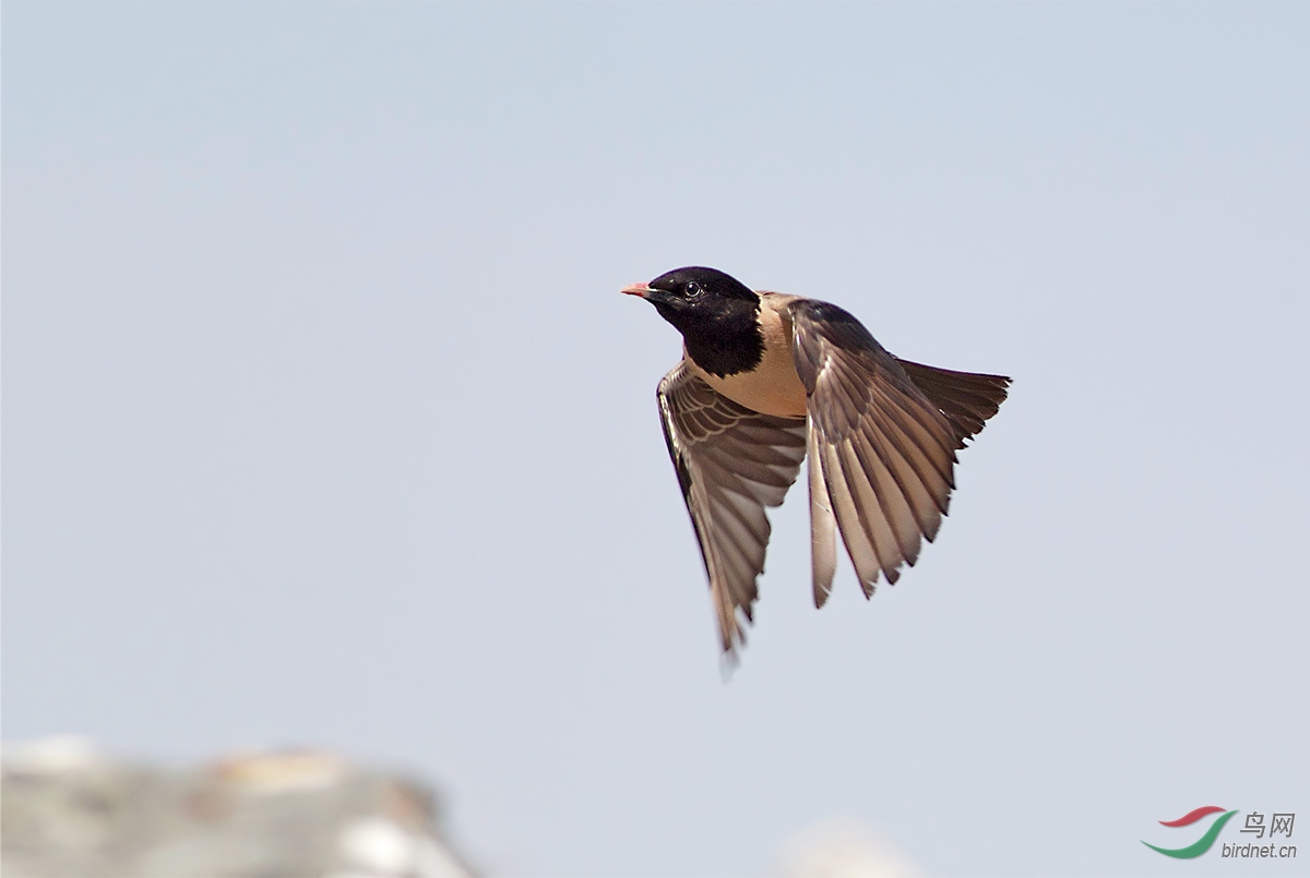 飞来飞去的粉红椋鸟