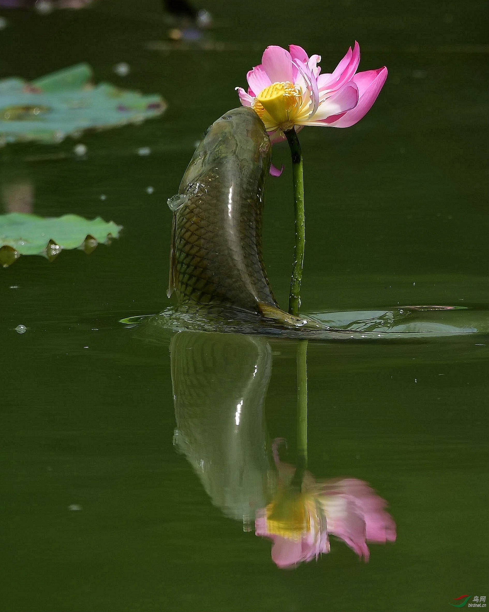 鱼吃荷花