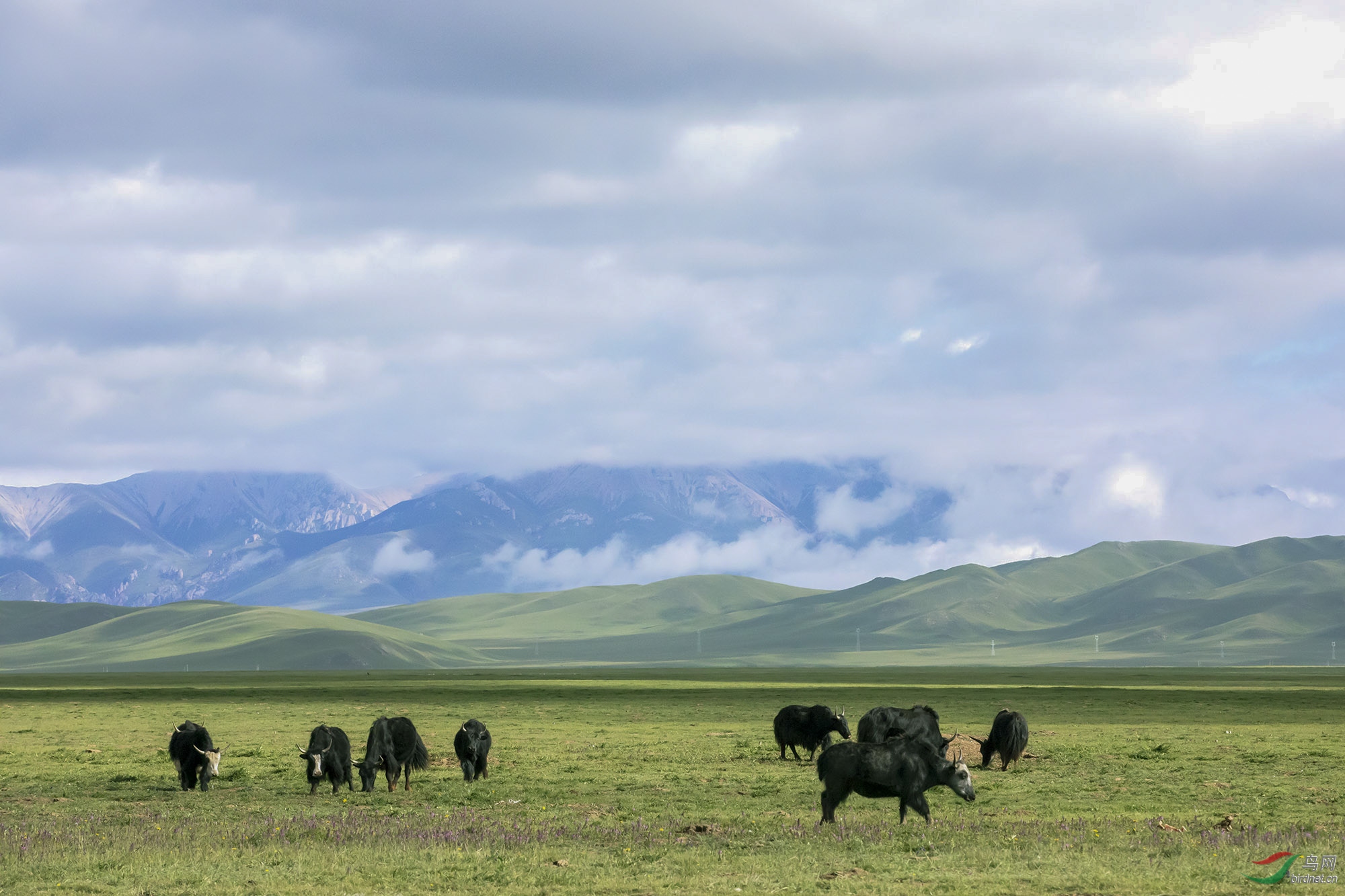 高原牦牛1.jpg