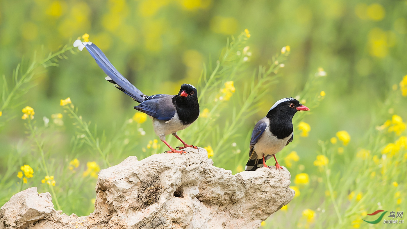 石上的鸟儿成双对