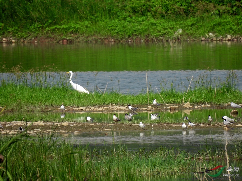 河心沙洲栖息的鸥鹭