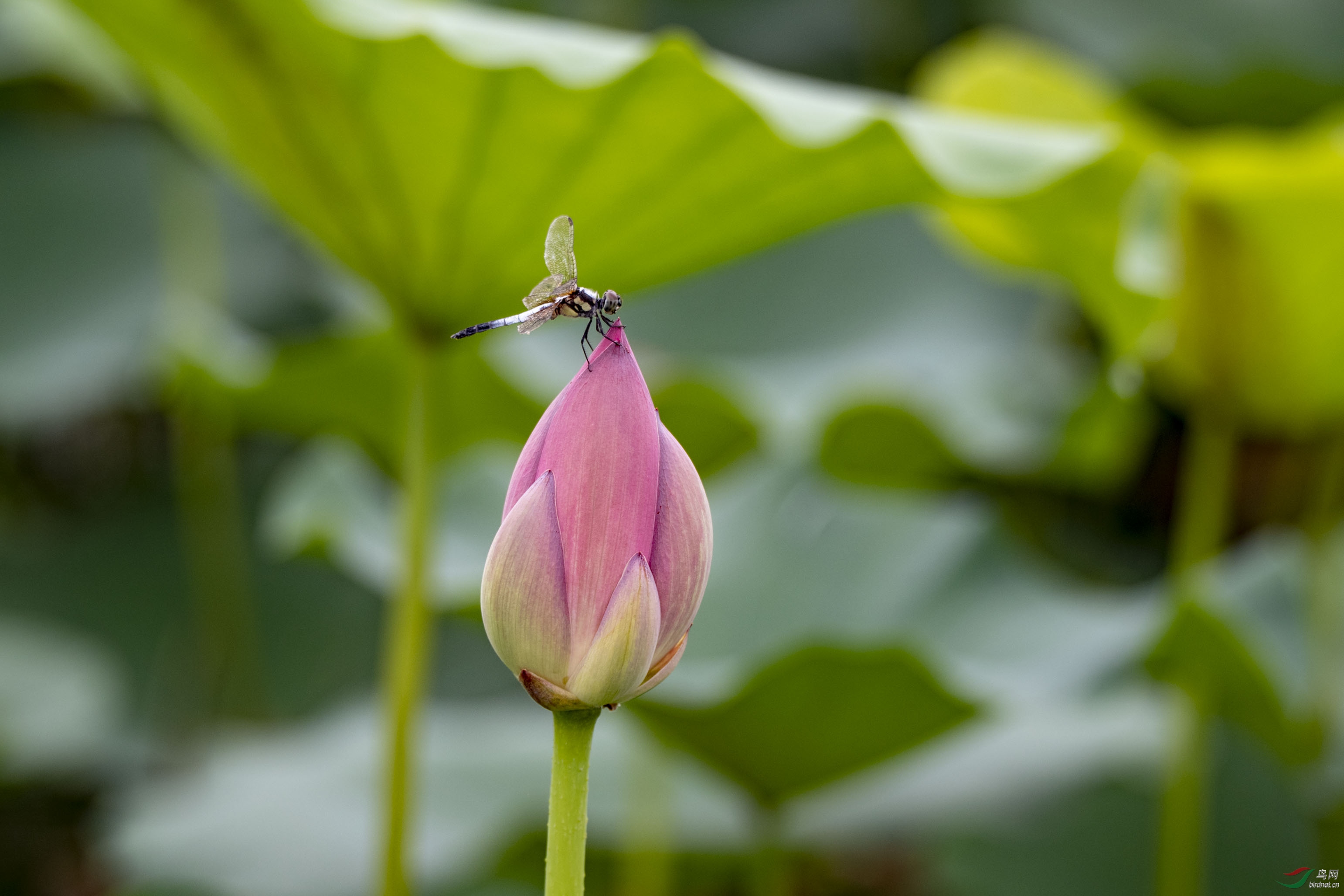 荷塘蜻蜓