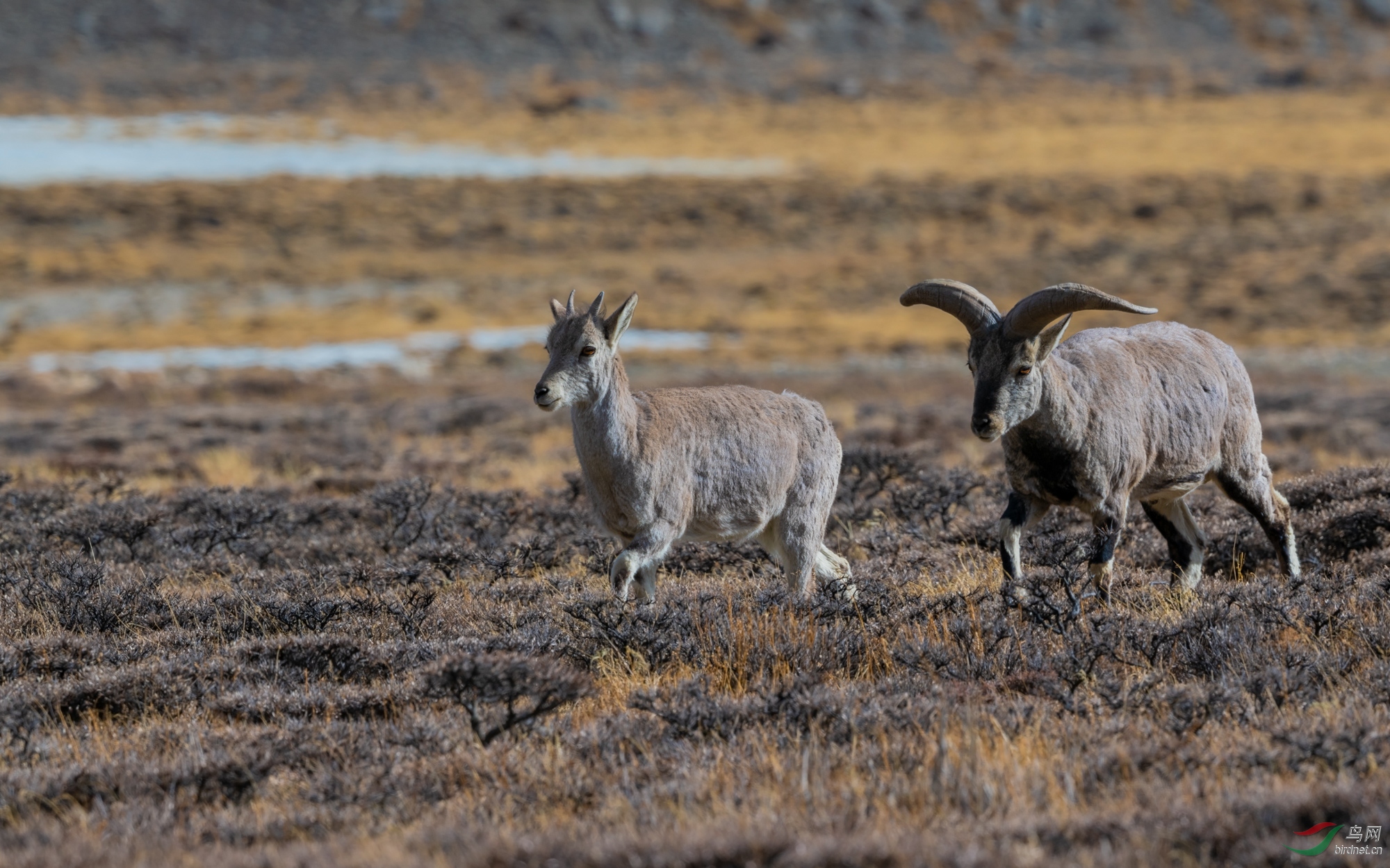 DSC_7062.jpg