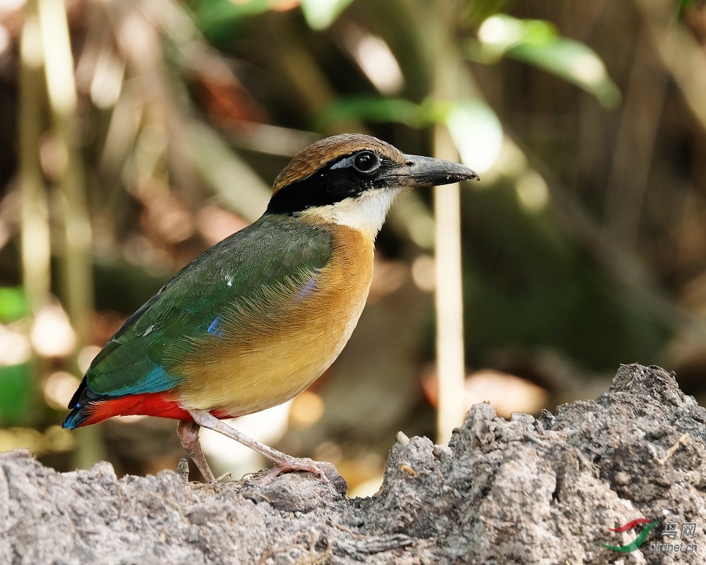 ������ɫ� Mangrove Pitta.jpg