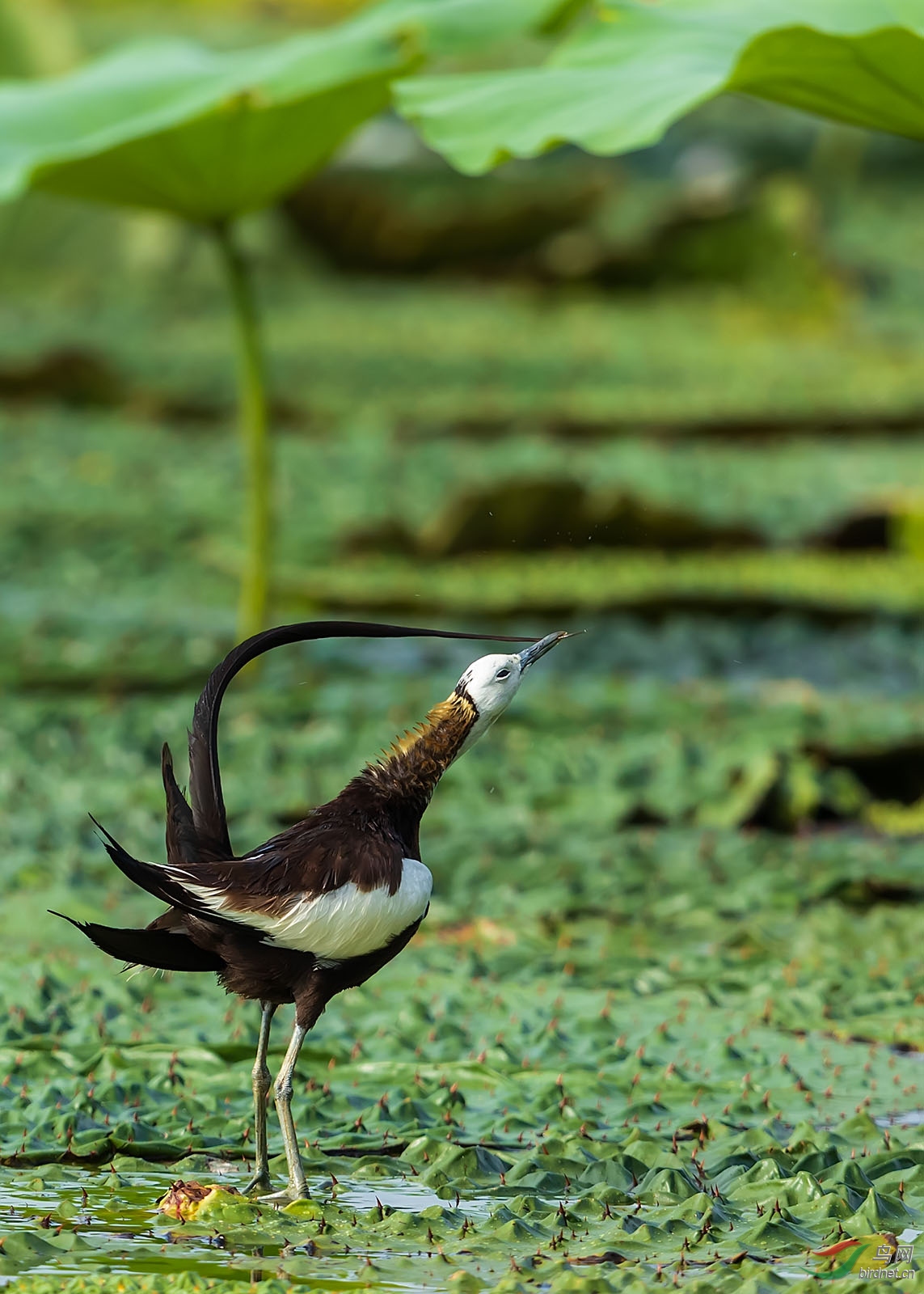 sdtz190809_0795 ����.jpg