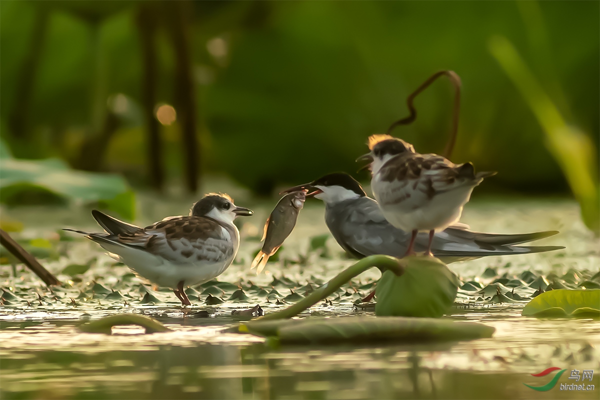 ���������20190810_1094-1-3.jpg