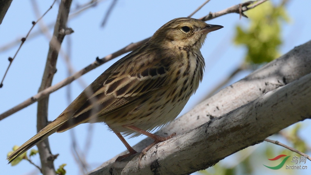 DSC_6785.JPG