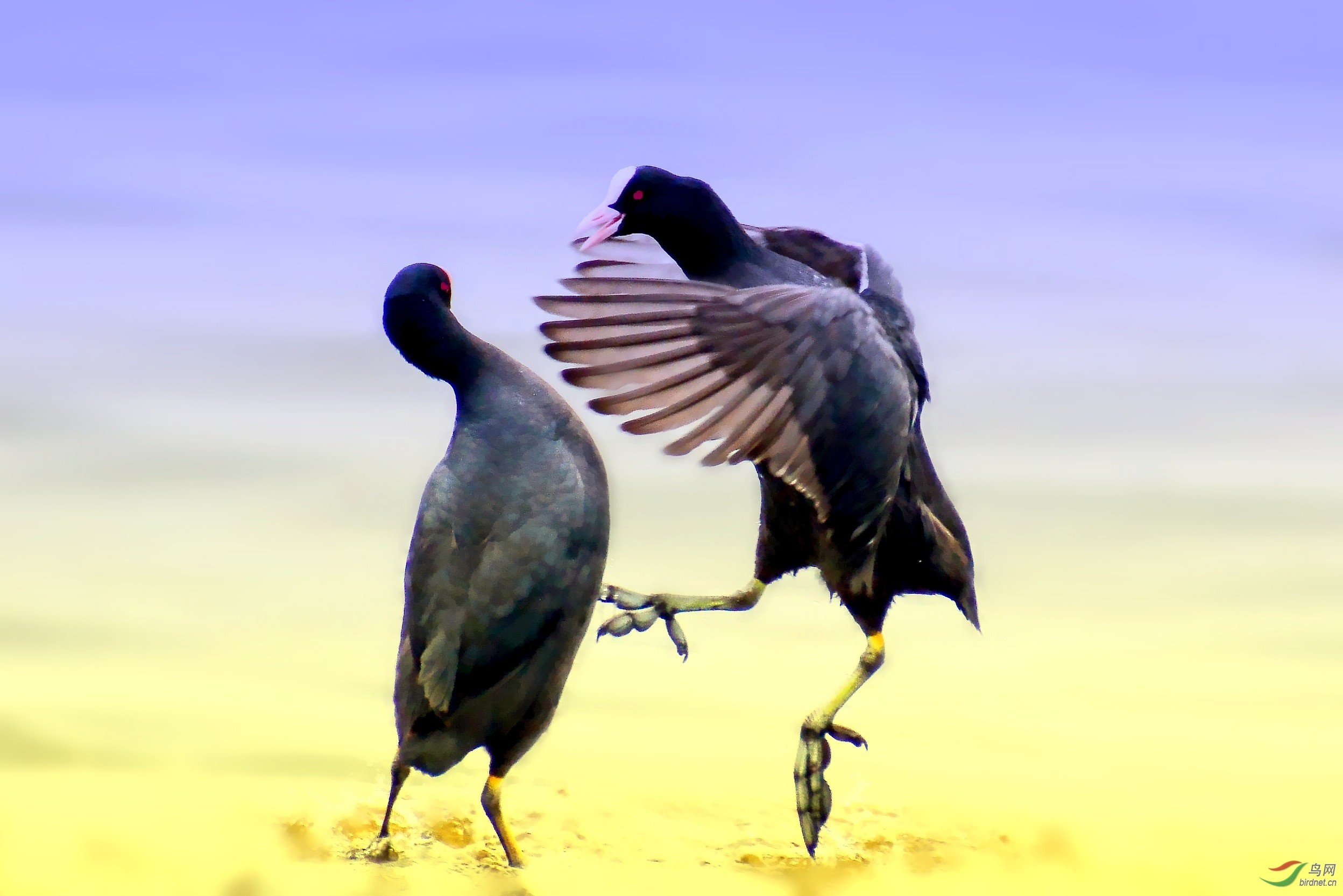DSC_5991_conew2.jpg