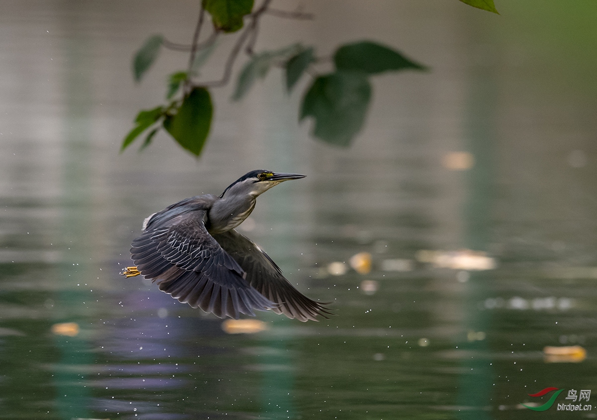 DSC_2479.jpg