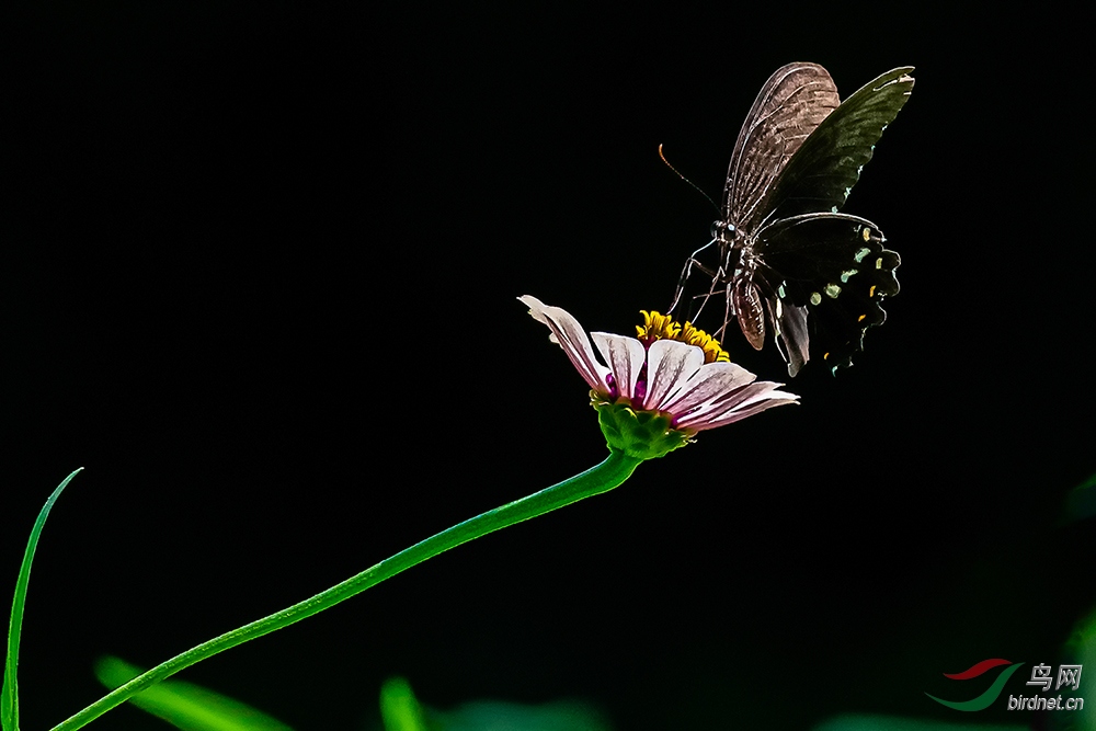 DSC_9703AB.jpg