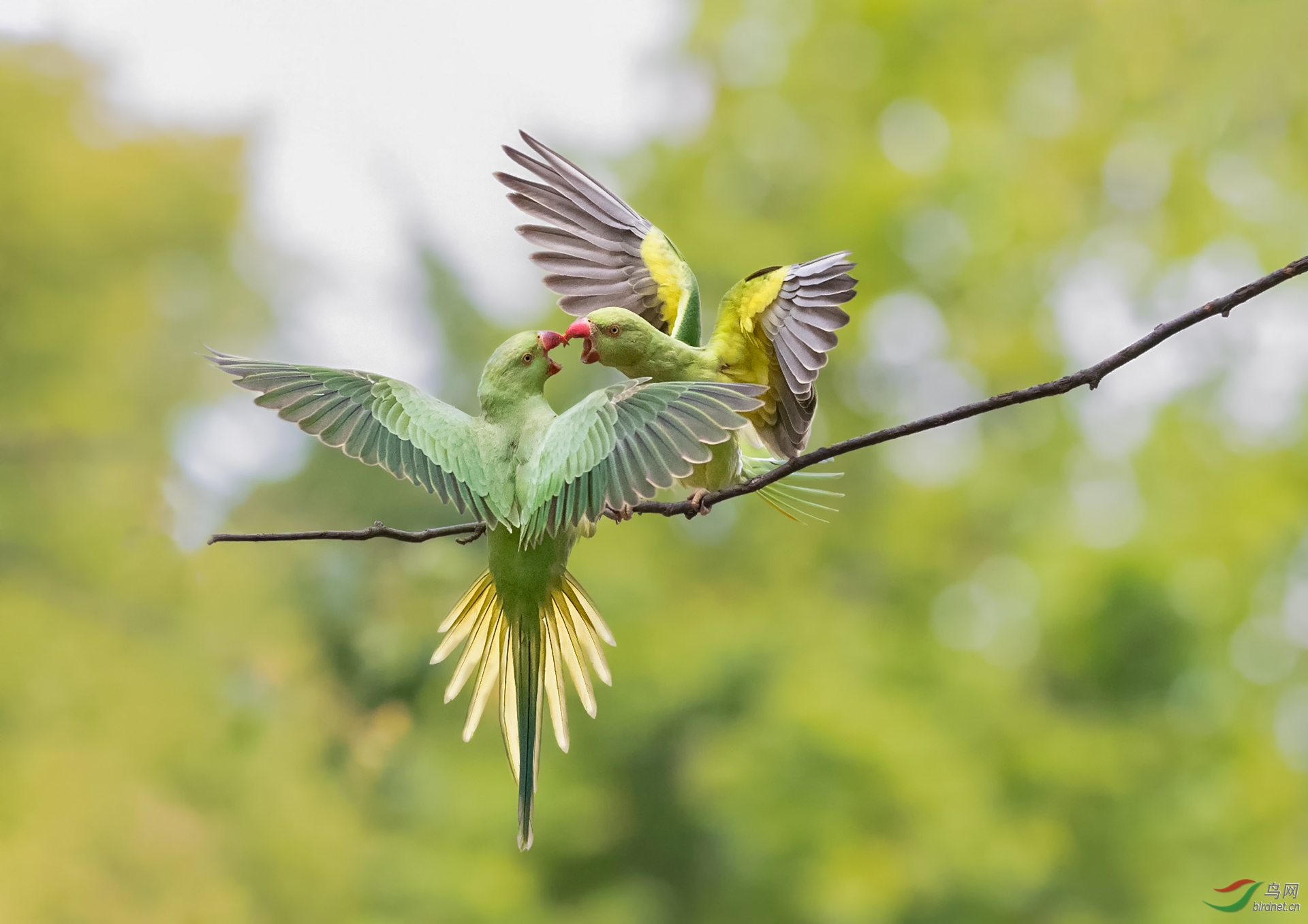 红嘴鹦鹉——给你一个吻!