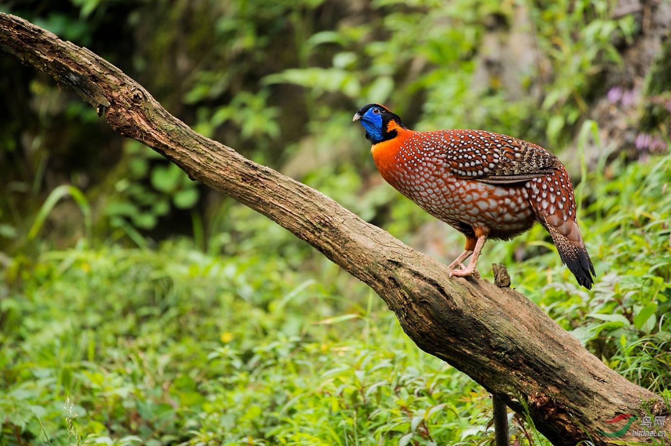 TJP_8187 - ����.jpg