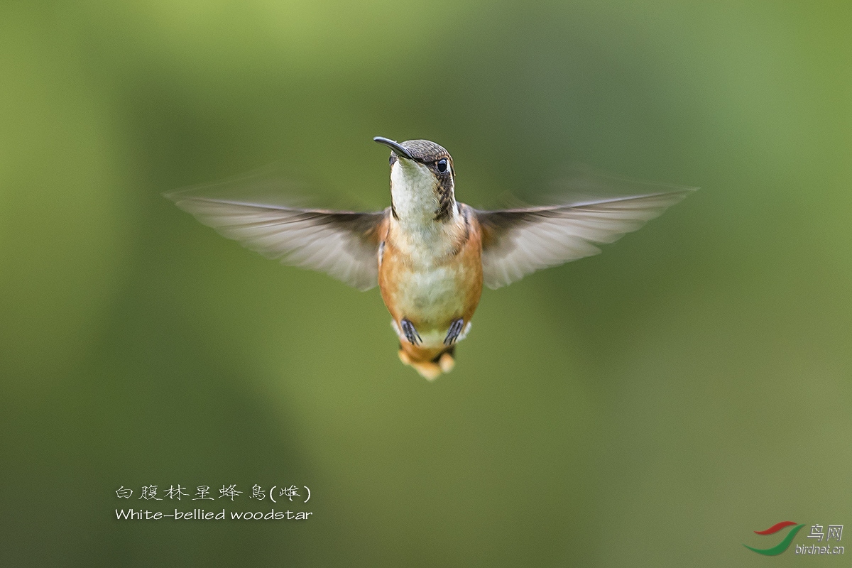 白腹林星蜂鸟