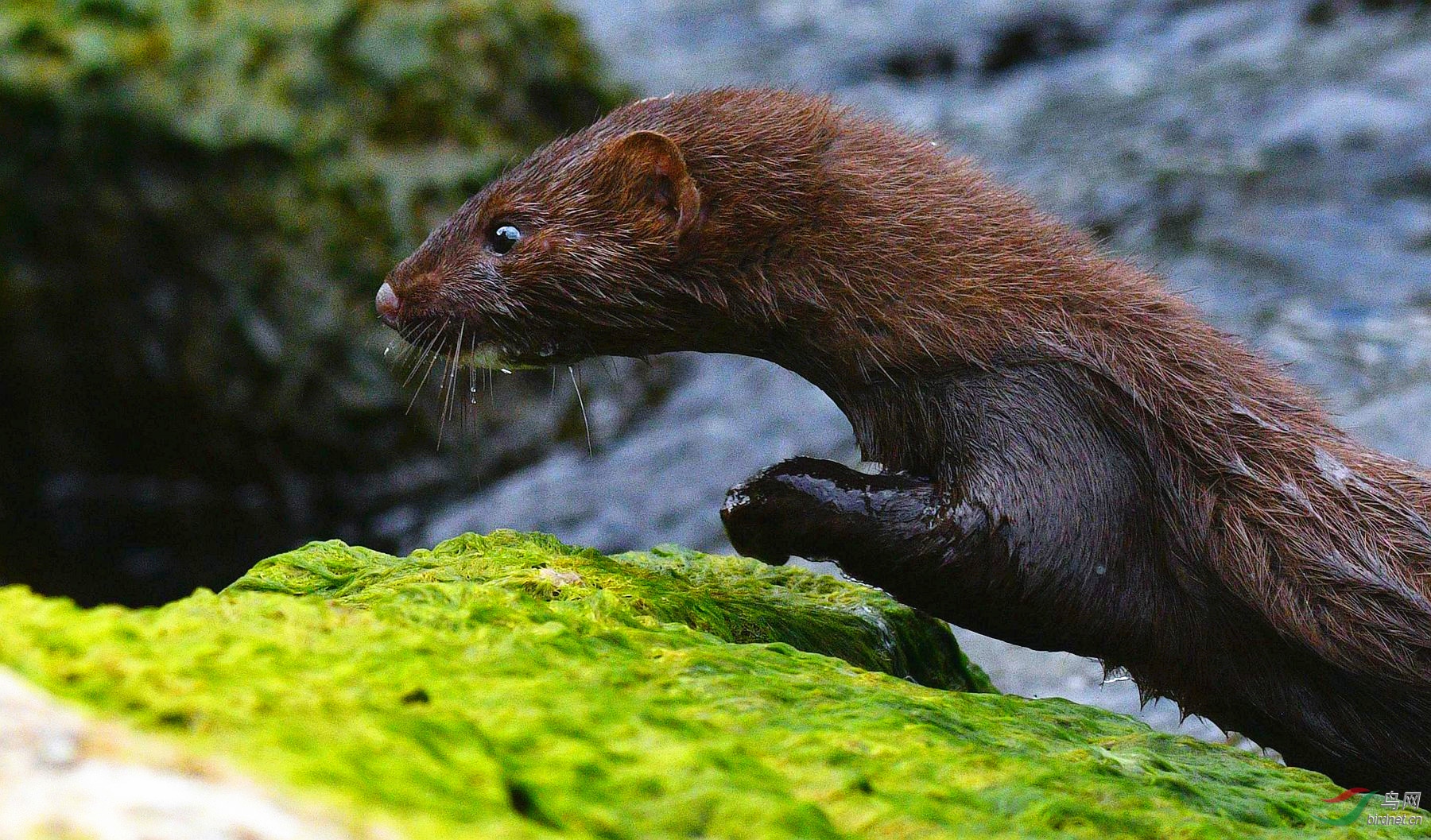 北美水鼬祝贺荣获首页精华