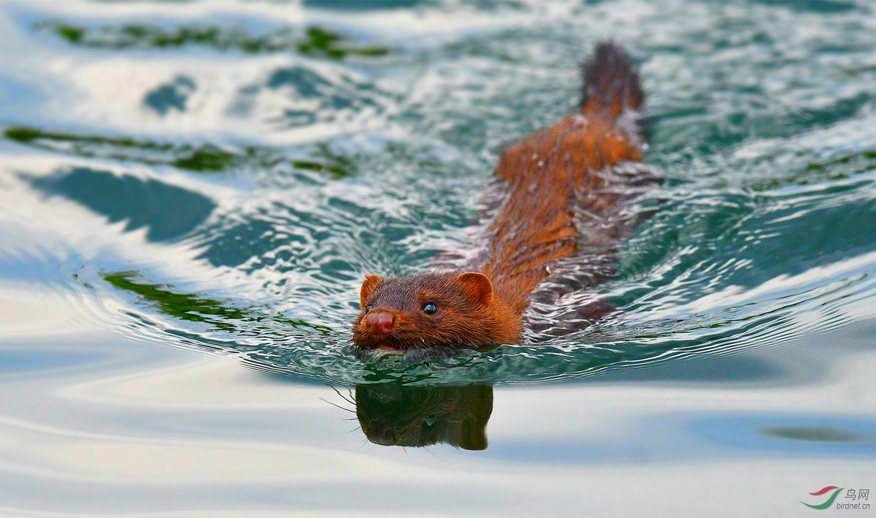 北美水鼬祝贺荣获首页精华