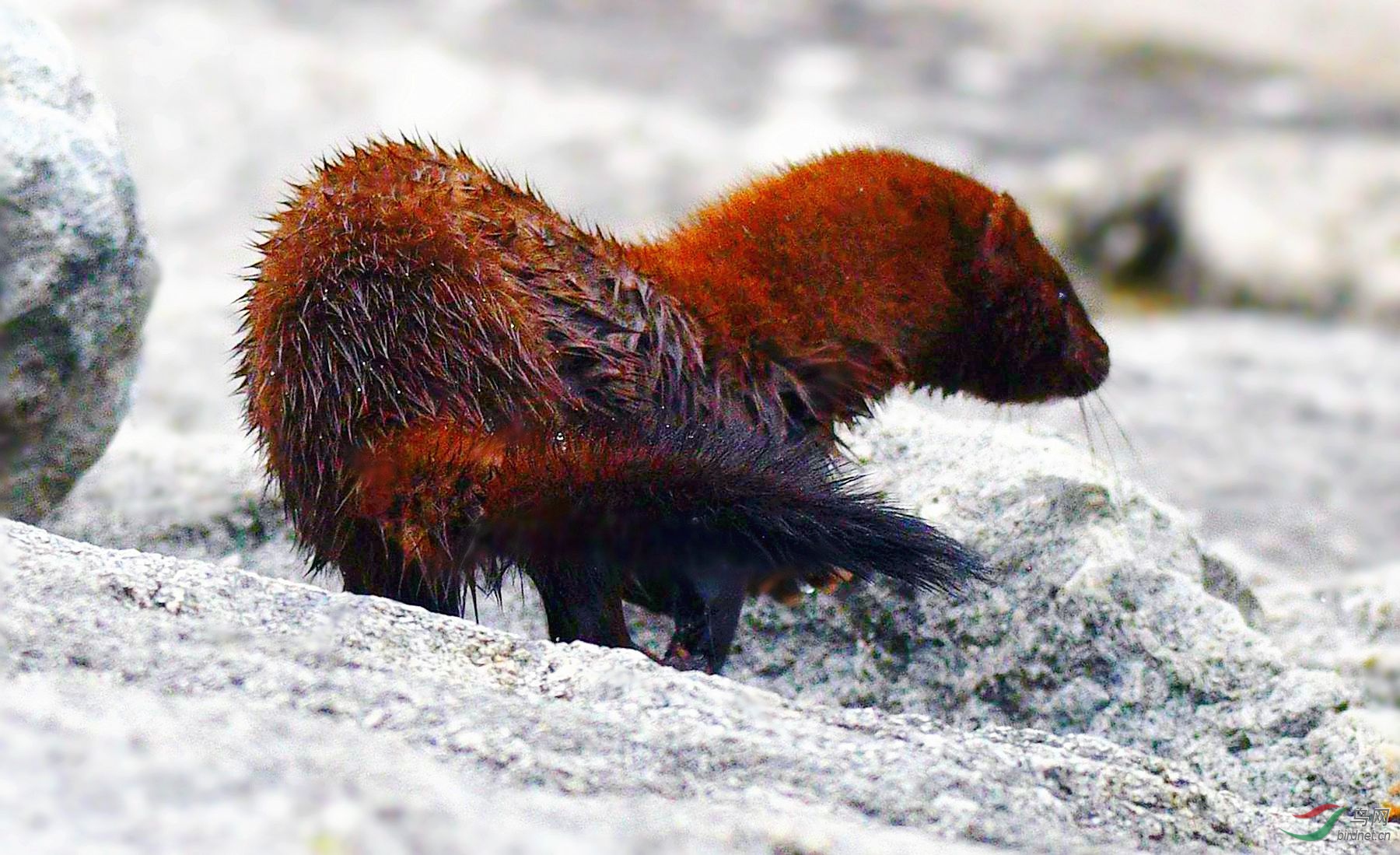 【北美水鼬】(祝贺荣获首页精华)