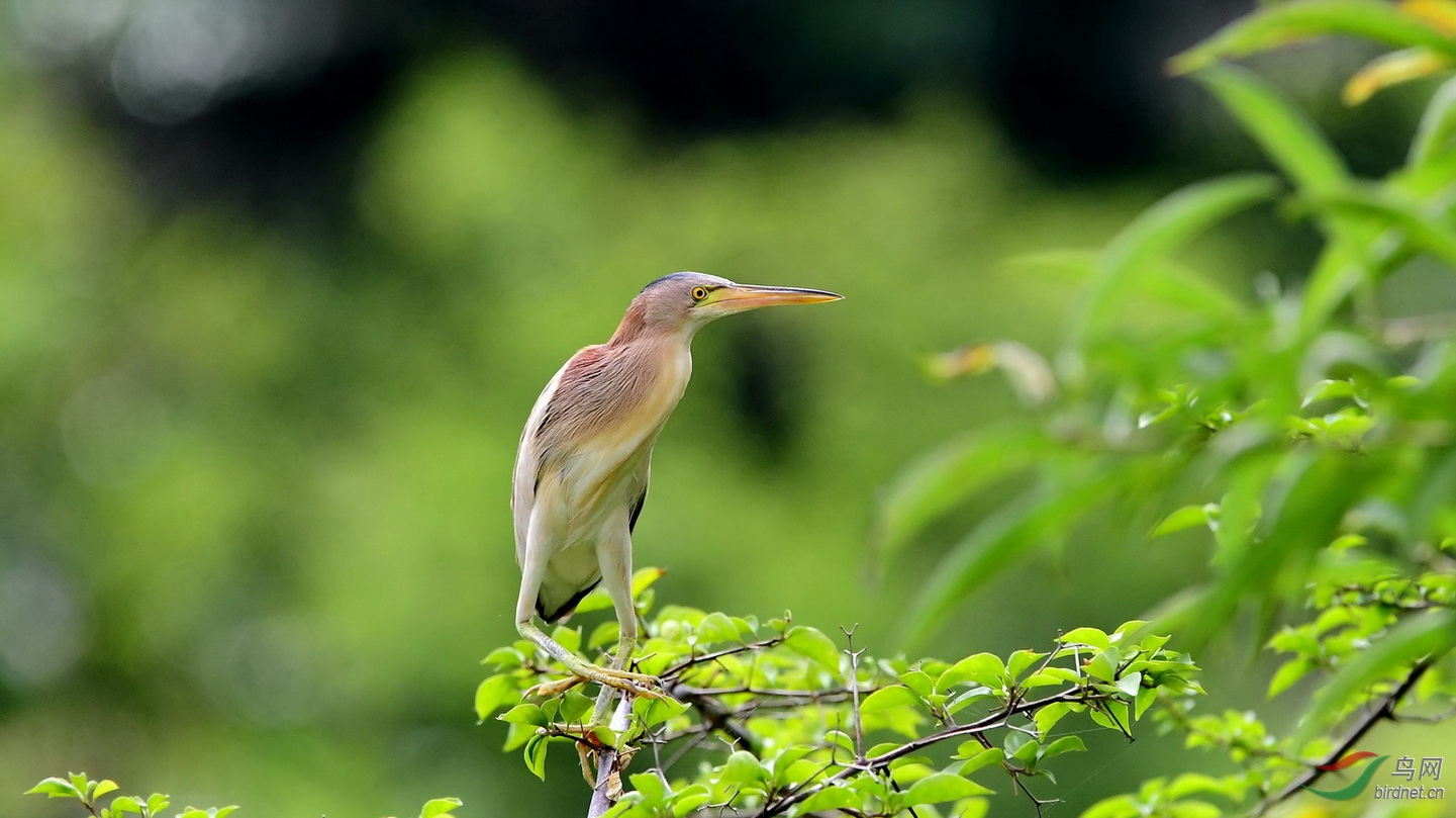 DSC_9878a.JPG