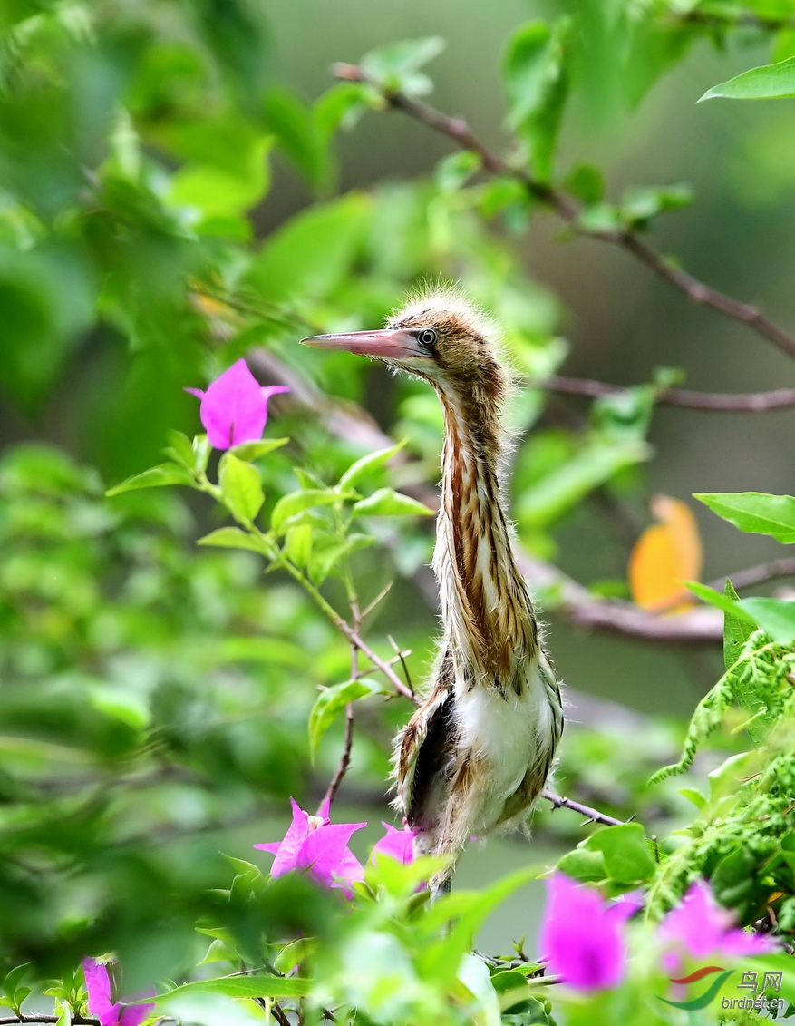 DSC_0490a.JPG